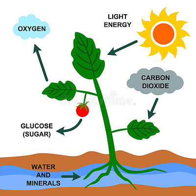 光合作用反應(yīng)過(guò)程