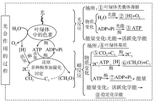 高考生物一輪復習 分子與細胞思維導圖專題匯總匯總