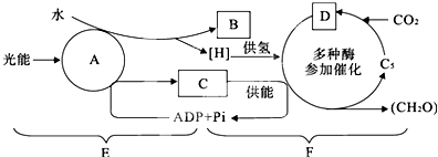 高等植物光合作用與呼吸作用過程中物質(zhì)變化關(guān)系解析