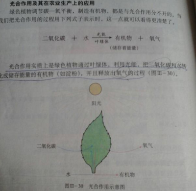 掐指一算，多肉臭美的日子可能不多了！光合作用的秘密與多肉植物的生存智慧