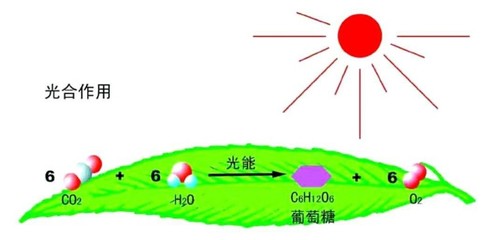據說最美寢室里，都少不了它——光合作用